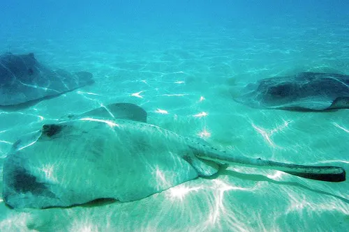 Castaway Cay Stingray
