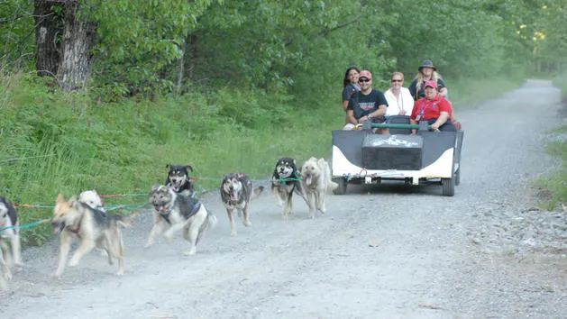 disney-cruise-dog-sled-summer-camp