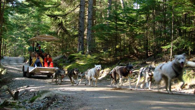 disney-cruise-mushers-camp-sled-dog-experience