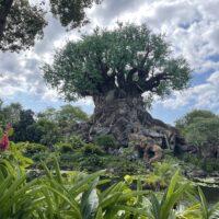 What to do at Disney World When it Rains