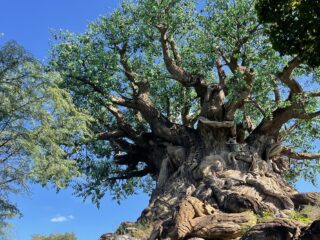 Animal Kingdom Height Requirements