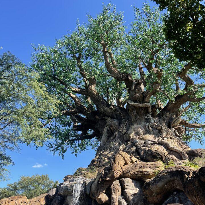 Animal Kingdom Height Requirements