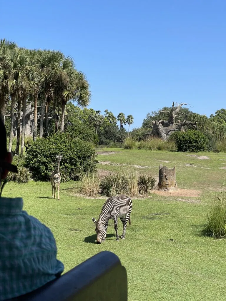 disneykilmanjarosafari