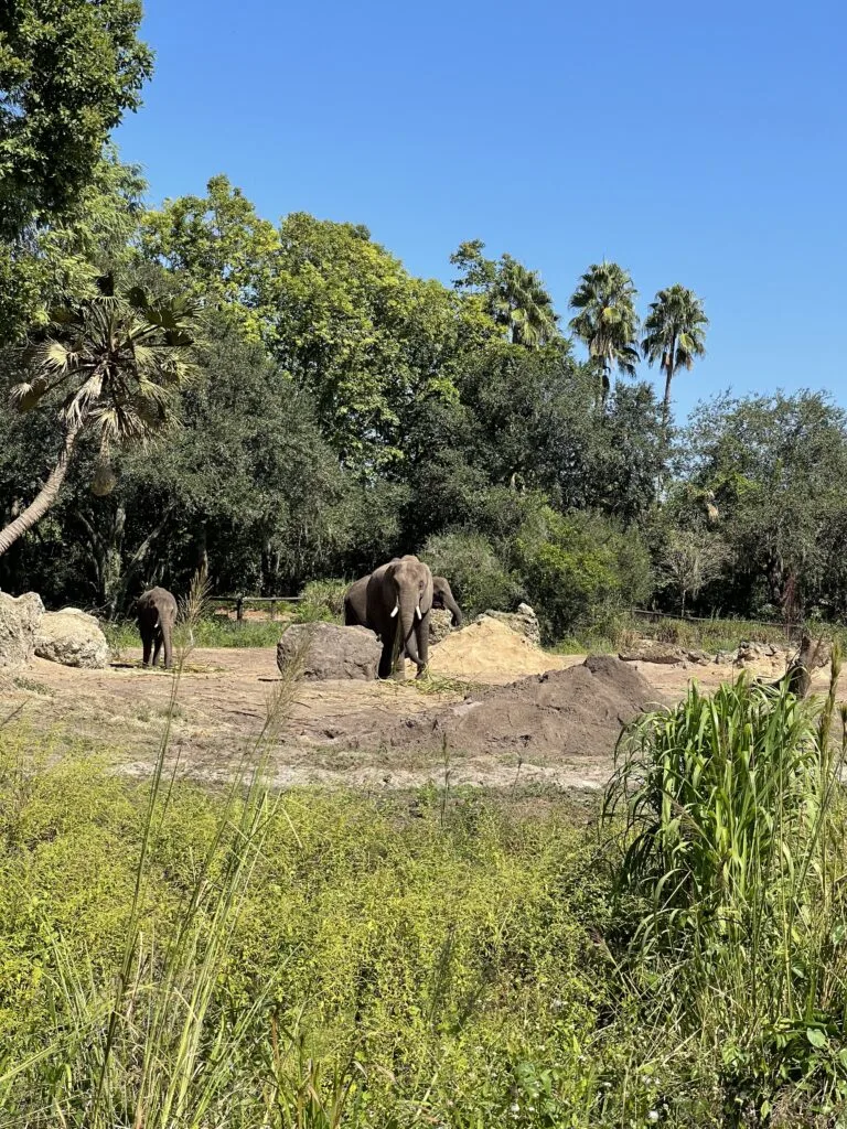 disneyanimalkingdomparkrides