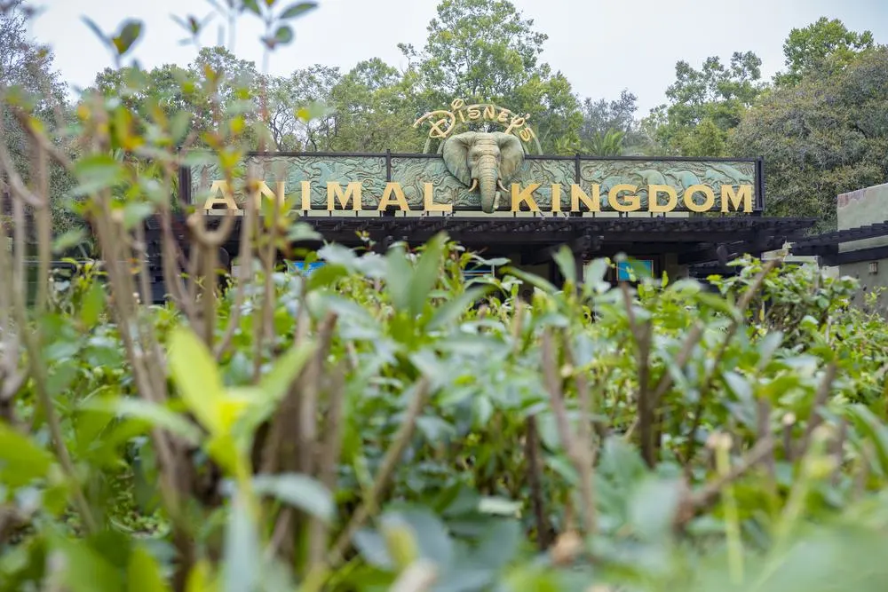 Best Breakfast in Animal Kingdom