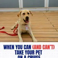 whencanyoutakeadogonacruise